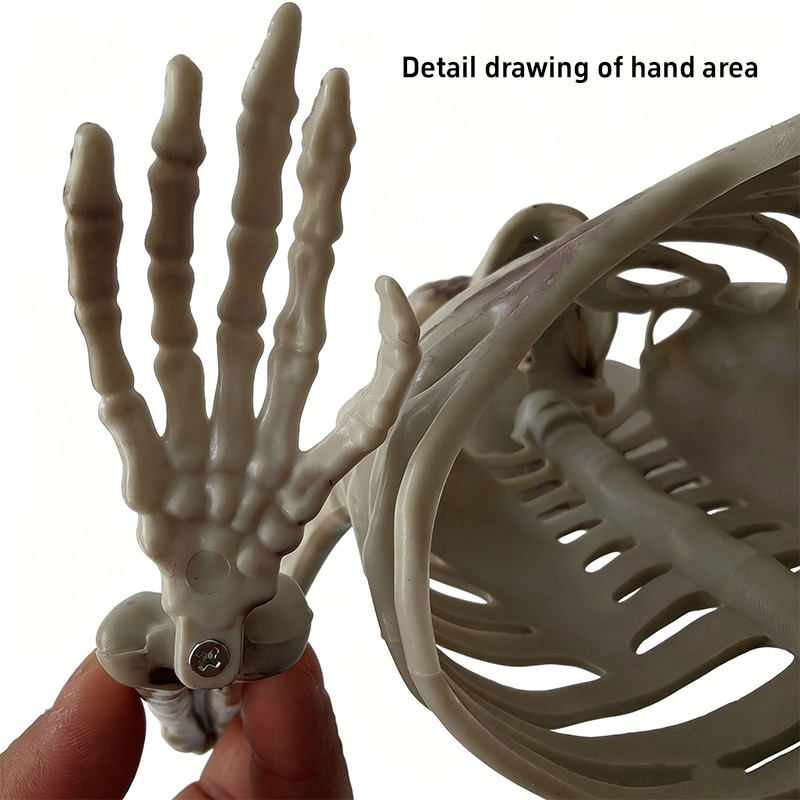 Korku Temalı Yarım İskelet Kaf - Halloween Skeleton Decoration incelemesi ve fiyatı